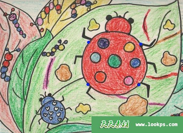 美丽的小瓢虫11.jpg 美丽的小瓢虫11.jpg